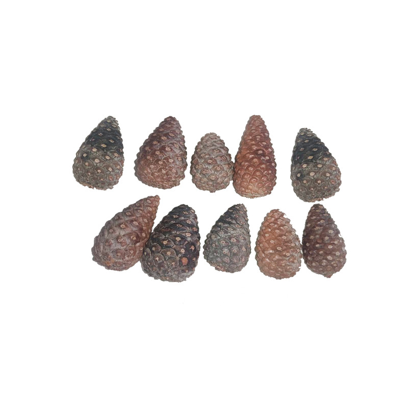 میوه تزیینی مدل کاج 002