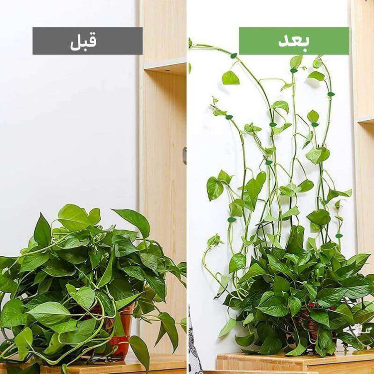 قیم بند مدل برگ بسته 20 عددی