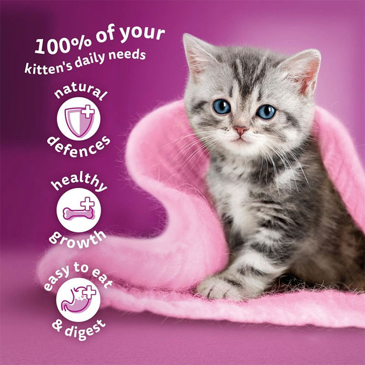 پوچ بچه گربه ویسکاس مدل Kitten in Jelly با طعم ماهی سالمون وزن 85 گرم