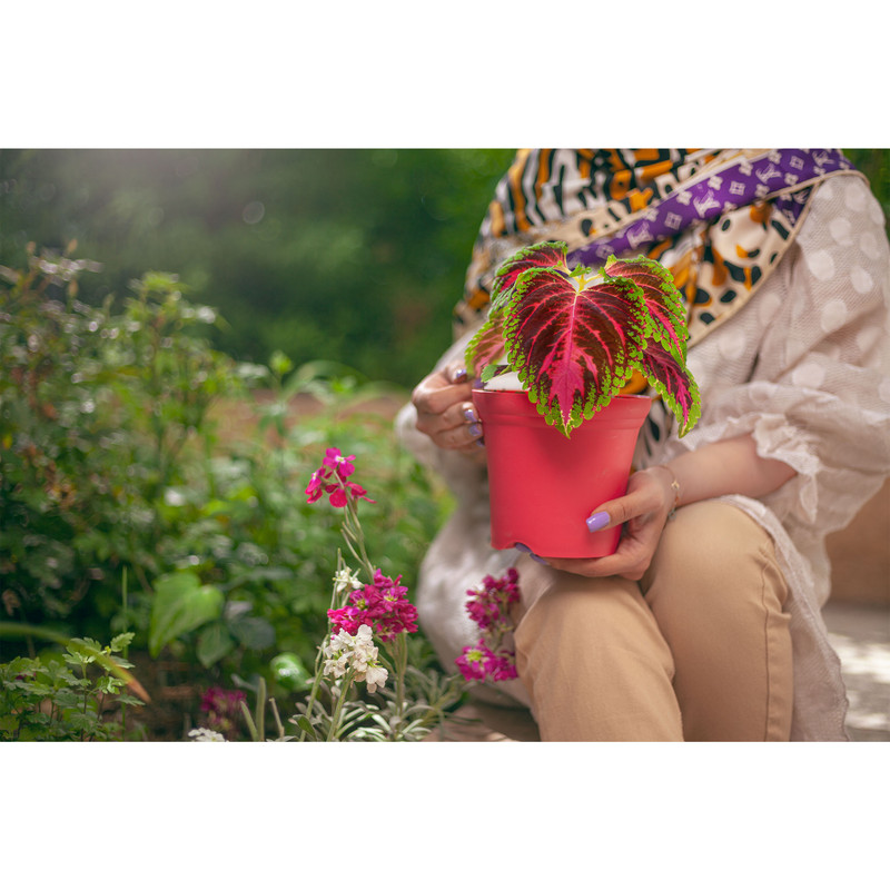 گلدان گل آذین مدل پلاستیکی سطلی کد 115